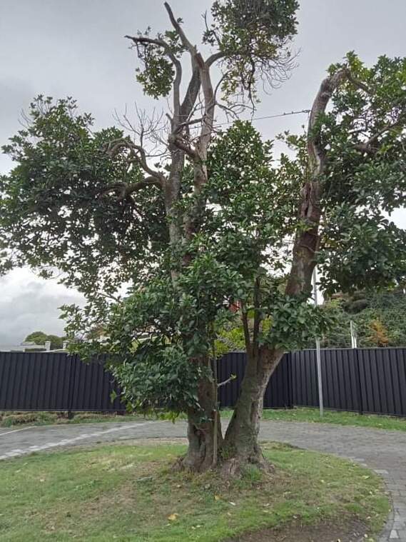 Karaka tree